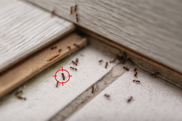 Best Ant Control Services  in Garden Grove, CA