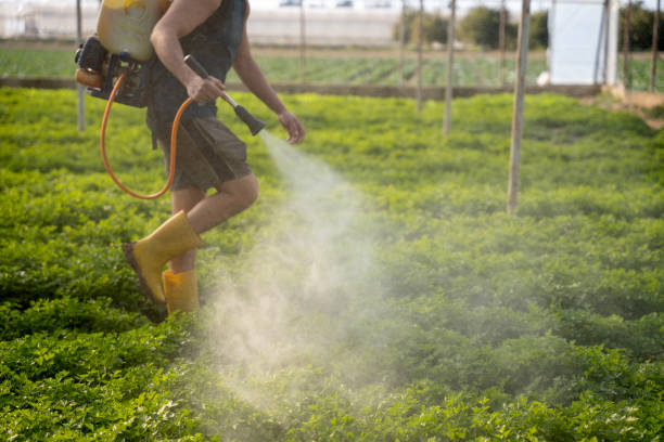 Best Termite Control Services  in Garden Grove, CA