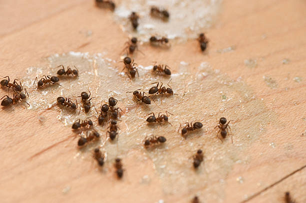 Best Best Pest Control Companies  in Garden Grove, CA